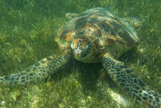 Six projets calédoniens soutenus par l’Office français de la biodiversité