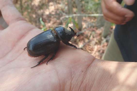 [MAGAZINE] Des solutions biologiques contre le scarabée rhinoceros