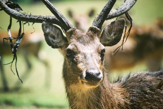 Jusqu’à 200 cerfs au kilomètre carré recensés dans la Chaîne