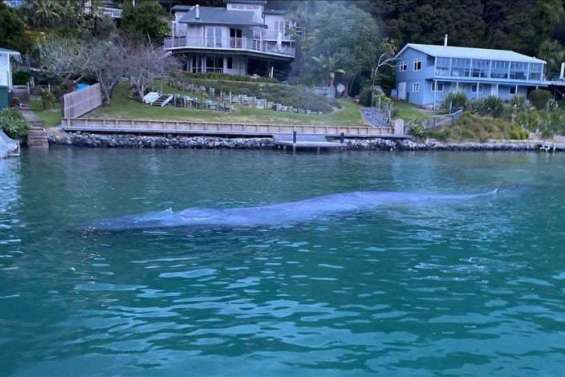 Nouvelle-Zélande : un ponton démonté pour sauver une baleine