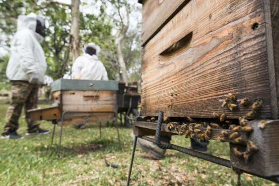[MAGAZINE] Le miel calédonien entre dans une nouvelle ère