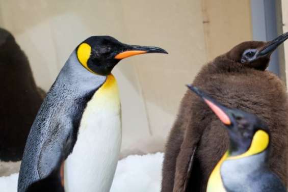 Melbourne : Pesto, le poussin manchot royal de 23 kg la star des réseaux