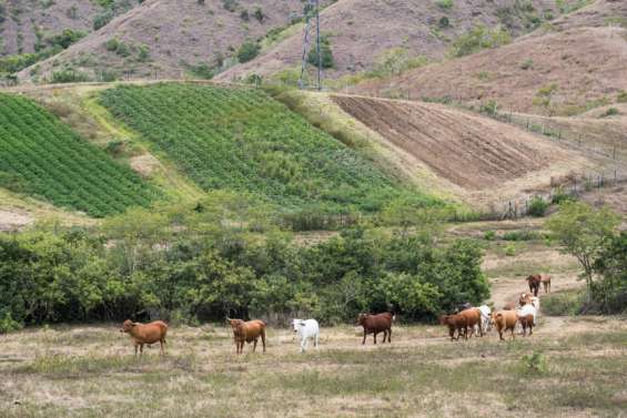 [MAGAZINE] Foncier, installation et transmission : comment développer l'agriculture