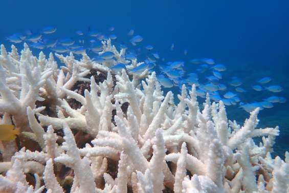 Pourquoi doit-on s’inquiéter des canicules marines de plus en plus fréquentes ?