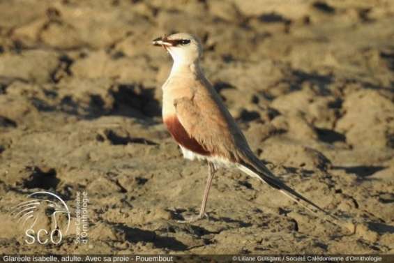 Une nouvelle espèce d’oiseau venue d’Australie a élu domicile sur le Caillou