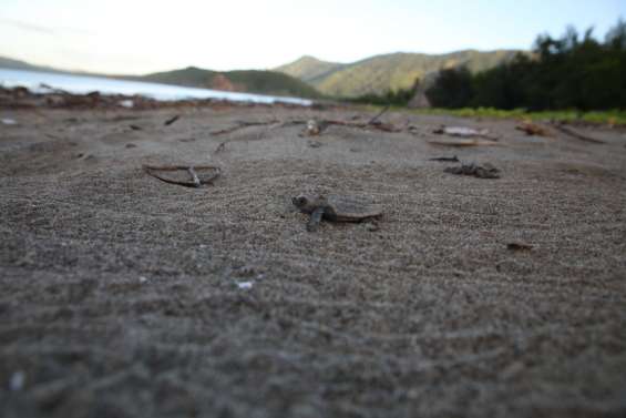 Fête de la tortue à Bourail, découverte des cagous à Farino, l’agenda de ce samedi 25 et dimanche 26 janvier