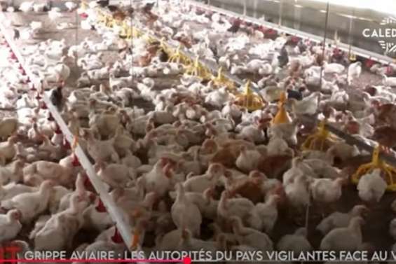 Risque de grippe aviaire, filière avicole en baisse... Le JT de Caledonia du 21 février