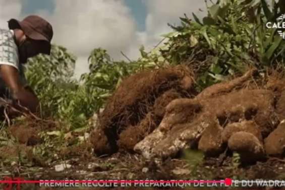 Récolte d'ignames à Maré, contes à Pouébo... Le JT de Caledonia du 2 avril