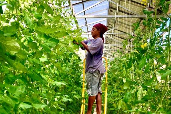 Changement climatique : un projet pour renforcer la résilience alimentaire des Loyauté et du Vanuatu