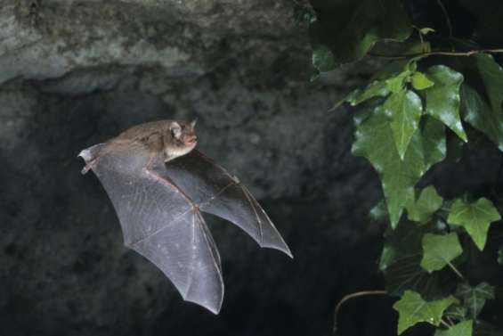 Un Australien meurt d’un virus transmis par une morsure de chauve-souris
