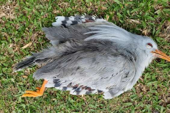 Des cagous attaqués par des chiens errants à Farino