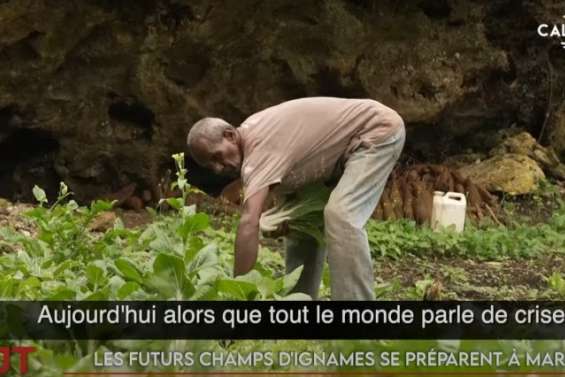 Les entrepreneurs affinent leur pitch à Païta, les champs d’igname se préparent à Maré… Le JT du 4 août de Caledonia