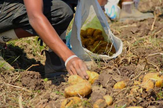 Une nouvelle association pour encourager le retour à la terre des jeunes Calédoniens