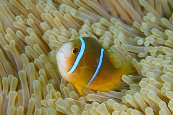 Le poisson-clown ma’ohi reconnu comme une espèce à part entière