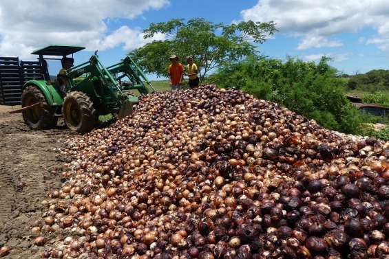 La filière de l’oignon locale se structure