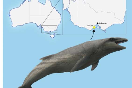 Découverte, en Australie, d’une baleine prédatrice qui parcourait les mers il y a 26 millions d’années