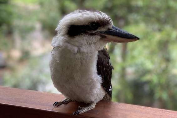 Des scientifiques australiens découvrent un taux important de changement de sexe chez certains oiseaux