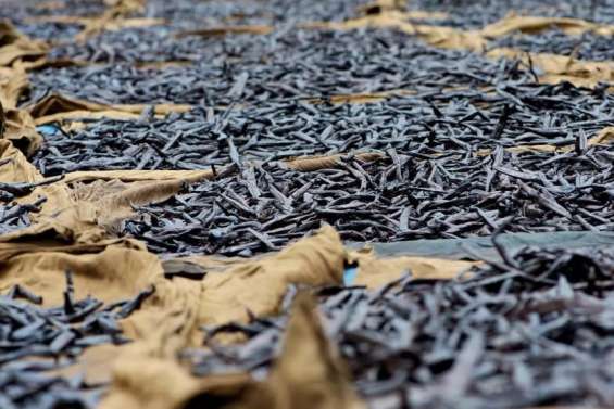 La Polynésie veut protéger et valoriser sa vanille, un produit à fort potentiel économique