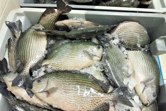 La pêche aux picots rayés et aux huîtres interdite