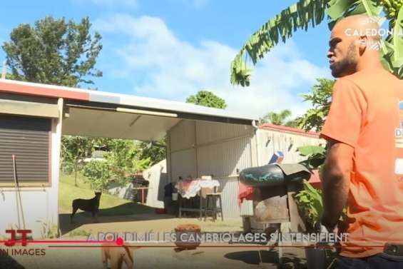 Hausse de cambriolages à Poindimié, coopération culturelle océanienne... Le JT de Caledonia du 2 septembre