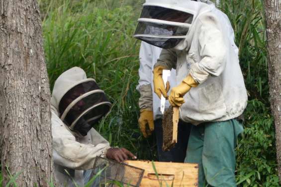 L’ensemble des ruches du pays doivent désormais être déclarées