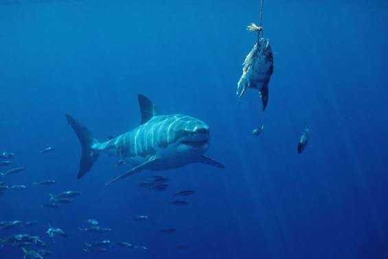 Australie : le surfeur probablement tué par un grand requin blanc, selon des experts