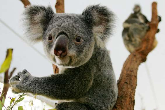 L’Australie veut multiplier les zones refuges pour sauver les koalas