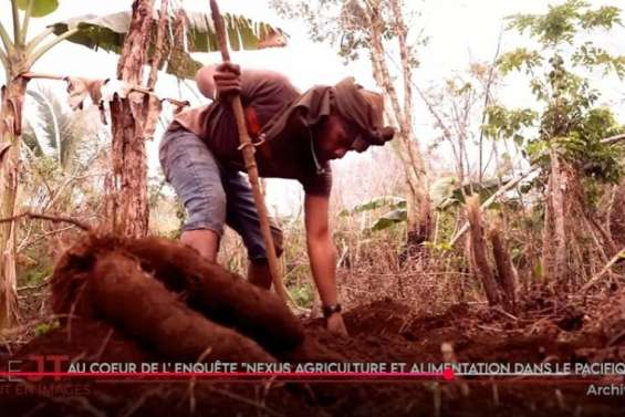 Enquête sur l’agriculture kanak, l’arrivée d’Algériens racontée aux collégiens… Le JT de Caledonia du 10 septembre