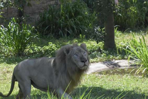 Un gardien de zoo tué par des lions en Thaïlande