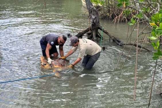 Une tortue grosse tête sauvée dans la mangrove de Dumbéa