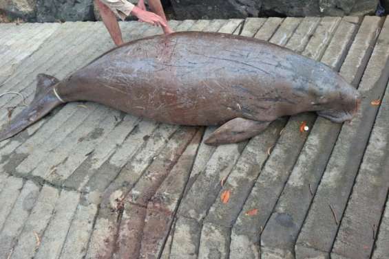 Une femelle dugong braconnée à Dumbéa