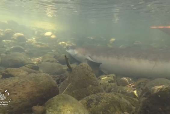 L’Aquarium relâche une anguille de plus de 8 kg