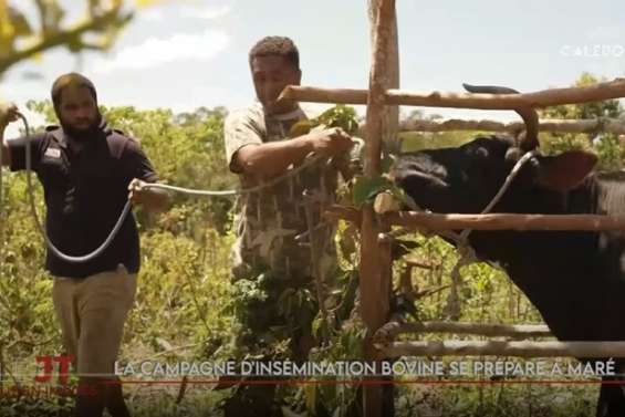 Insémination des bovins à Maré, route coupée entre Thio et Canala... Le JT de Caledonia du 30 septembre
