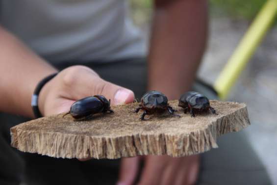 Le scarabée rhinocéros détecté pour la première fois à Lifou