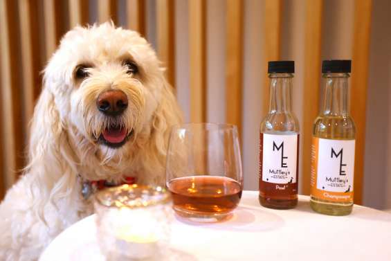 Nouvelle-Zélande : du vin sans alcool pour les animaux de compagnie