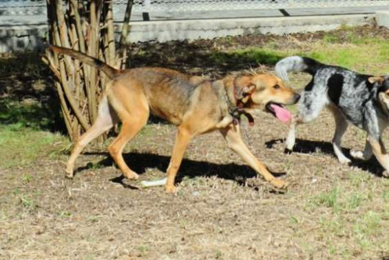 Obligation d’identification et encadrement de l’élevage : le Congrès adopte une loi sur les animaux de compagnie