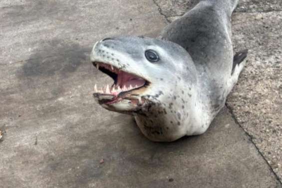 Observation inédite d’un léopard de mer en Polynésie