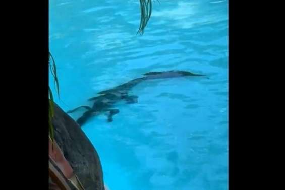 En Australie, un crocodile s’invite dans la piscine d’un hôtel de luxe
