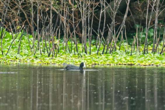 Un nouvel oiseau observé pour la première fois en Nouvelle-Calédonie