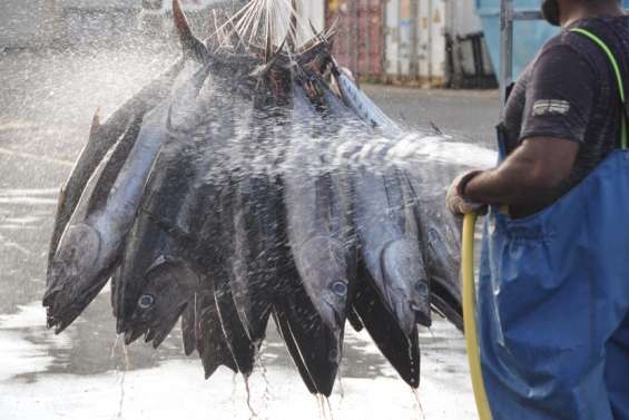 Le gouvernement veut mieux encadrer la pêche professionnelle dans les eaux calédoniennes