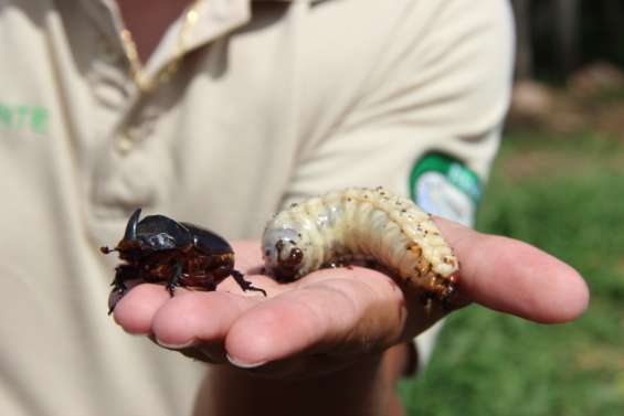 La diffusion du rhinocéros inquiète à Lifou