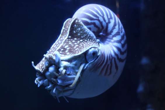 Le bassin des nautiles se fissure et provoque une inondation à l’Aquarium des lagons