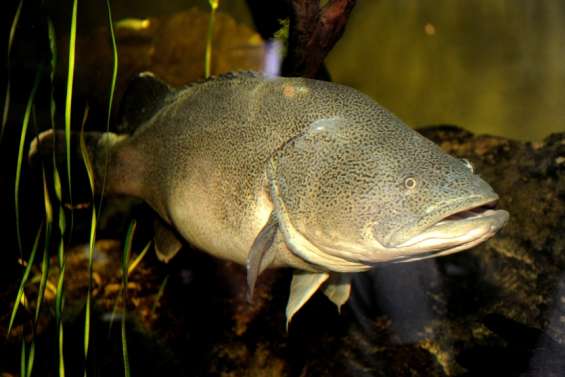 En Australie, l’incroyable record de nage d’une morue, qui a parcouru 860 km