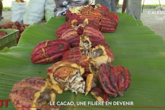 Politique de l’eau partagée, TIG en tribu, cacao… Le JT de Caledonia du 28 octobre