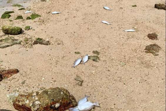 Les fortes chaleurs auraient causé la mort des poissons retrouvés à l’anse Vata 