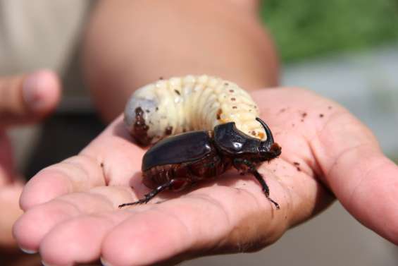De nouvelles mesures mises en place après la découverte de deux autres scarabées rhinocéros à Lifou