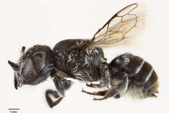 Australie : une nouvelle espèce d'abeille baptisée 
