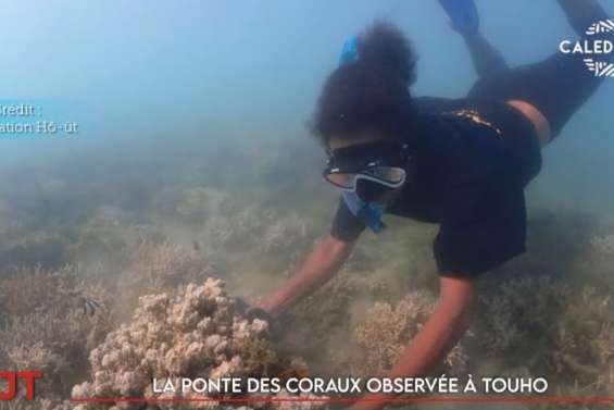 Bilatérales avec la ministre, handisport à Maré, ponte des coraux… Le JT du 11 novembre de Caledonia