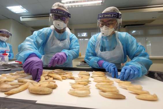 Saisie record de cornes de rhinocéros à Singapour