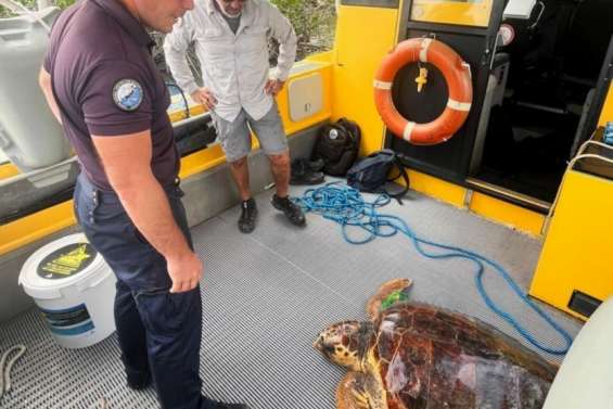 La tortue sauvée dans la mangrove à Dumbéa va retrouver le lagon mercredi